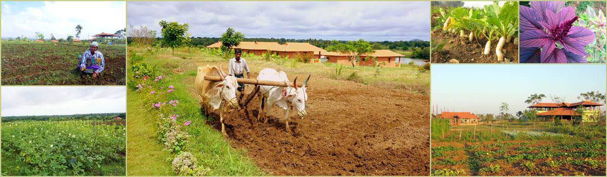 organic farming india